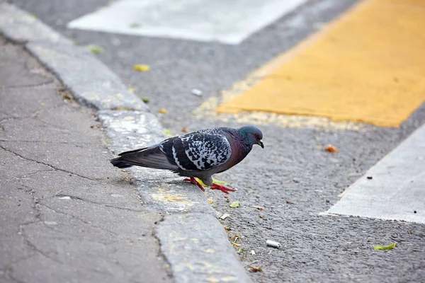 成年野鸽穿过城市的沥青路面 — 图库照片