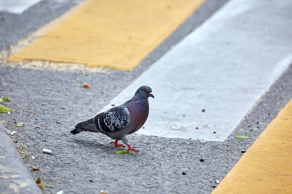 Pomba Selvagem Adulta Atravessa Rua Asfalto Cidade Primavera — Fotografia de Stock