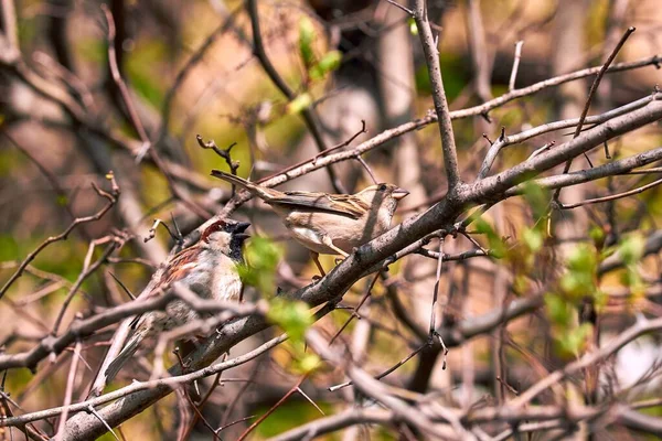 Male Female Sparrows Make Kids Sunny Green Tree Branch Spring — Stock Photo, Image