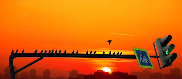 Koncepcyjny Widok Zielone Światła Drogowe Sylwetkami Ciemnych Ptaków Tle Dramatycznego — Zdjęcie stockowe
