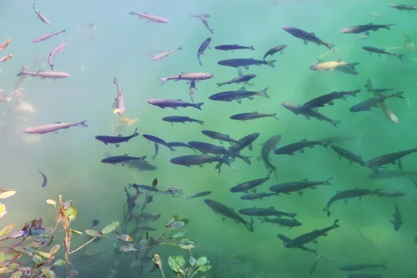 夏には日当たりの良いクロアチアの魚の川の輝き クルカ観光リゾート — ストック写真