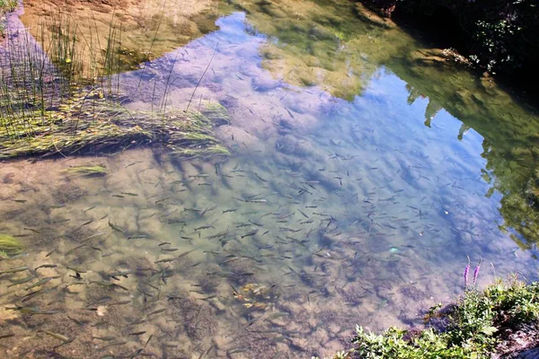 Яскраво Сонячна Хорватія Рибалить Річку Влітку Крка — стокове фото