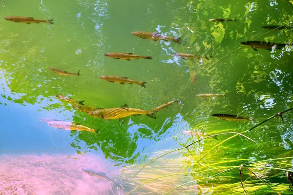 夏には日当たりの良いクロアチアの魚の川の輝き クルカ観光リゾート — ストック写真