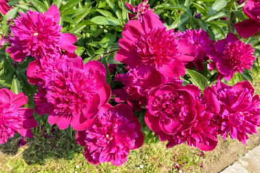 Moskova 'nın botanik bahçesindeki sulu pembe şakayık çiçeklerinin canlı bulutlu görüntüsü