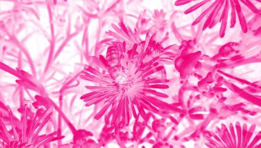 Arı böceğiyle pembe yaz çiçeklerinin canlı yakın görüntüsü