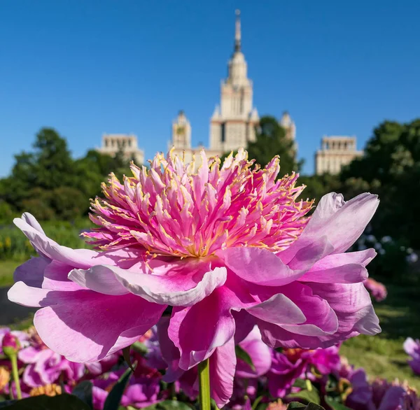 Flores Florecientes Peonía Soleado Campus Universidad Moscú Verano — Foto de Stock