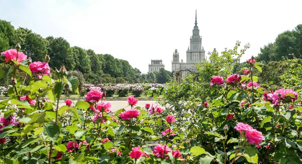 Blühende Rosenblüten Auf Dem Sonnigen Campus Der Moskauer Universität Sommer — Stockfoto