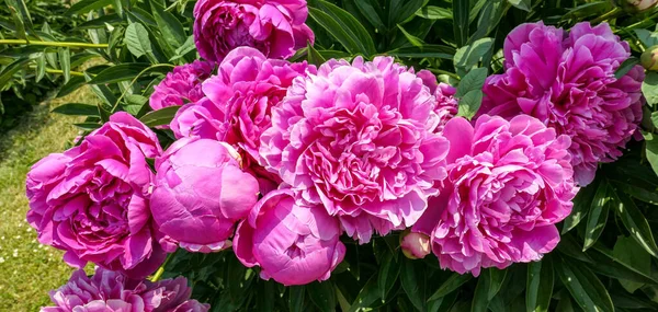 Vibrant Clouseup Vue Des Fleurs Pivoine Rose Juteuse Dans Jardin — Photo