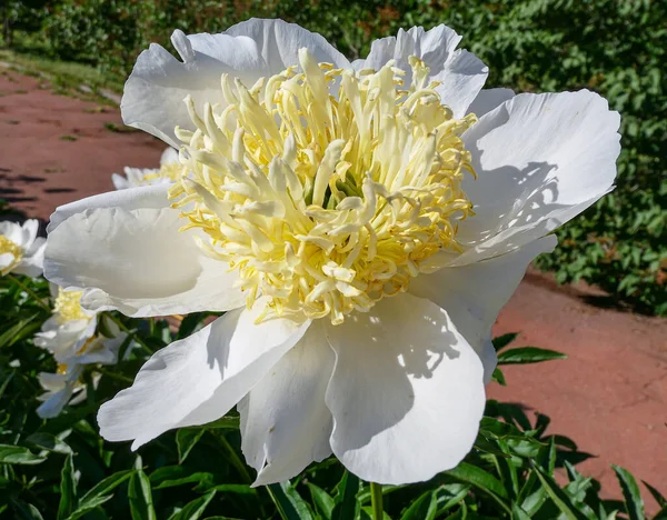 Vibrant Clouseup Vue Des Fleurs Pivoine Juteuses Blanches Dans Jardin — Photo