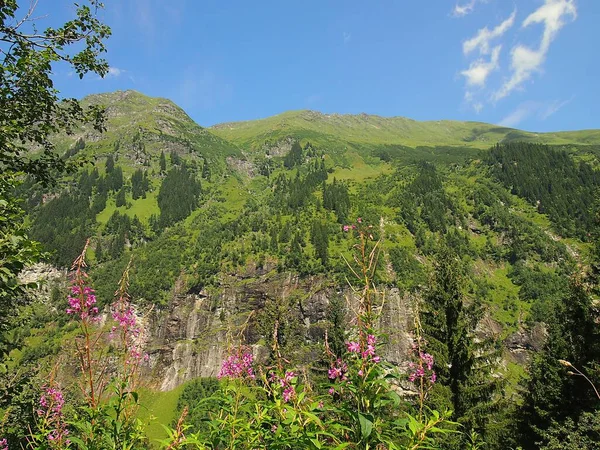 奥地利的阿尔卑斯山 夏天阳光明媚 有绿色的斜坡 鲜花和常青树 — 图库照片