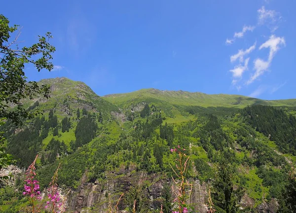 Austria Alpes Verano Día Soleado Con Pendientes Verdes Flores Árboles — Foto de Stock