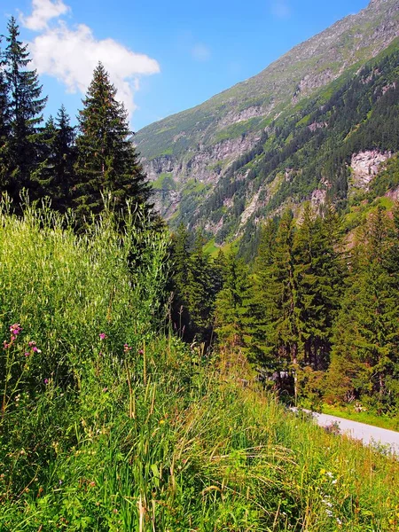 Austria Alps Summer Sunny Day Green Slopes Flowers Evergreen Trees — Stock Photo, Image