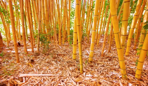 Amplo Ângulo Vista Vbrant Bambu Verde Sochi Costa Mar Negro — Fotografia de Stock