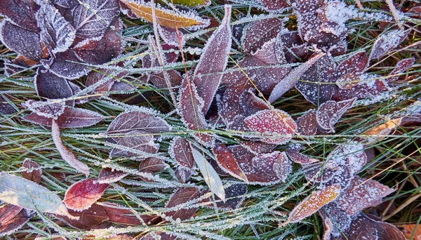 Słoneczne Mrożone Liście Trawa Ziemi Moskwie — Zdjęcie stockowe