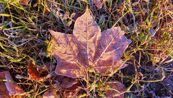 Feuilles Gelées Ensoleillées Herbe Sur Sol Moscou — Photo