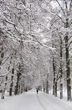 Moskova 'da karlı ağaçlarla ünlü Rus Üniversitesi' nin kış kampüsünün canlı manzarası