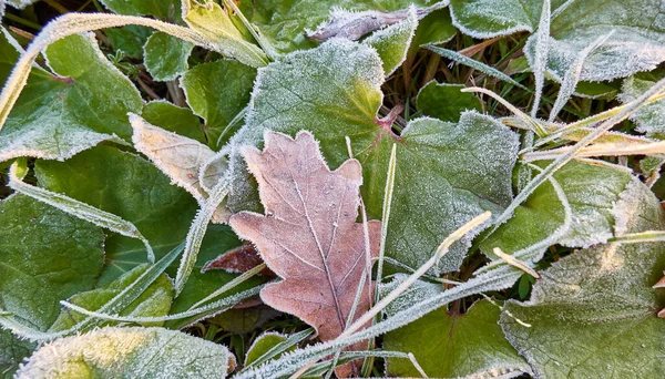 Zonnig Bevroren Bladeren Gras Grond Moskou — Stockfoto