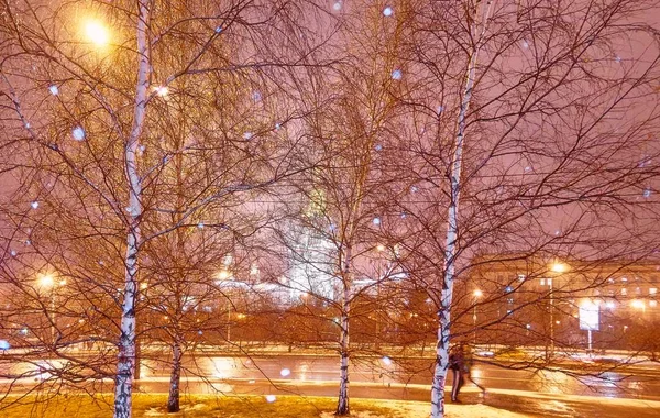 Snowfall Evenng Winter Campus Famous Russian University Snowed Evergreen Trees — Stock Photo, Image