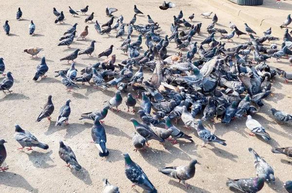 Vibrerande Utsikt Över Den Ljusa Regnbågen Över Den Gamla Byggnaden — Stockfoto