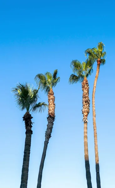 Lange Palmbomen Cyprus Larnaca Blauwe Tropische Hemel Achtergrond — Stockfoto
