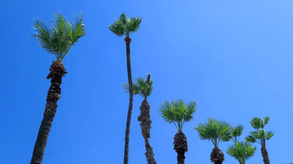 Lange Palmbomen Cyprus Larnaca Blauwe Tropische Hemel Achtergrond — Stockfoto