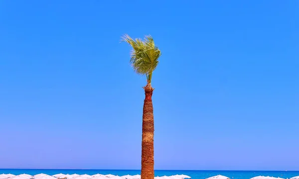 Palmeras Largas Chipre Larnaca Sobre Fondo Azul Del Cielo Tropical — Foto de Stock