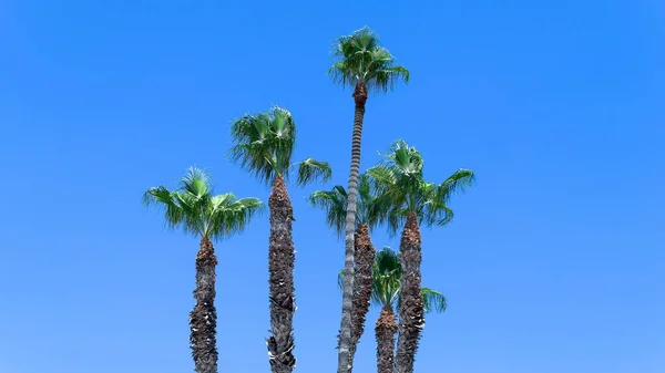 Lange Palmbomen Cyprus Larnaca Blauwe Tropische Hemel Achtergrond — Stockfoto