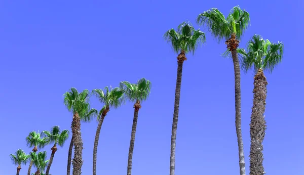 Lange Palmbomen Cyprus Larnaca Blauwe Tropische Hemel Achtergrond — Stockfoto