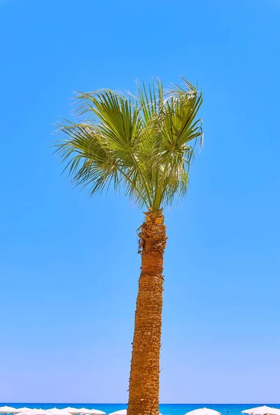 Palmeras Largas Chipre Larnaca Sobre Fondo Azul Del Cielo Tropical — Foto de Stock