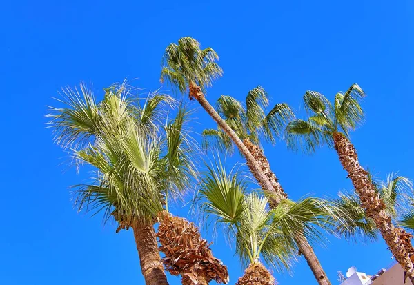 Lange Palmbomen Cyprus Larnaca Blauwe Tropische Hemel Achtergrond — Stockfoto