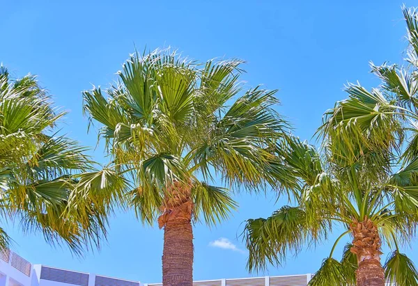 Long Palm Trees Cyprus Larnaca Blue Tropical Sky Background — Stock Photo, Image