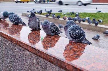 Uykulu vahşi şehir güvercinleri yağmurlu yansımalarla Moskova metro girişinin ıslak granitinde