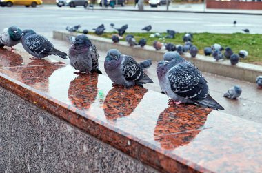 Uykulu vahşi şehir güvercinleri yağmurlu yansımalarla Moskova metro girişinin ıslak granitinde
