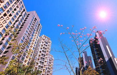 Çin 'de çiçek açan pembe bahar çiçekleri mavi gökyüzünün arka planında pembe güneşli