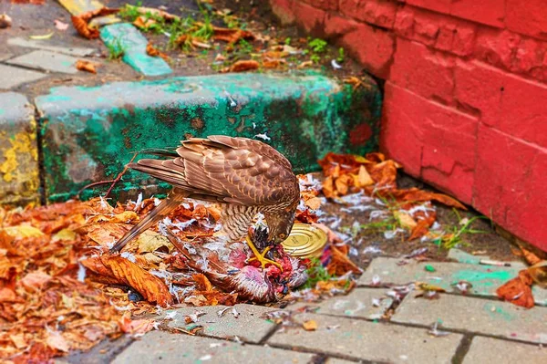 Falcão Faminto Comendo Corvo Morto Rua Moscou — Fotografia de Stock