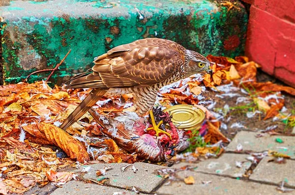 Falcão Faminto Comendo Corvo Morto Rua Moscou — Fotografia de Stock