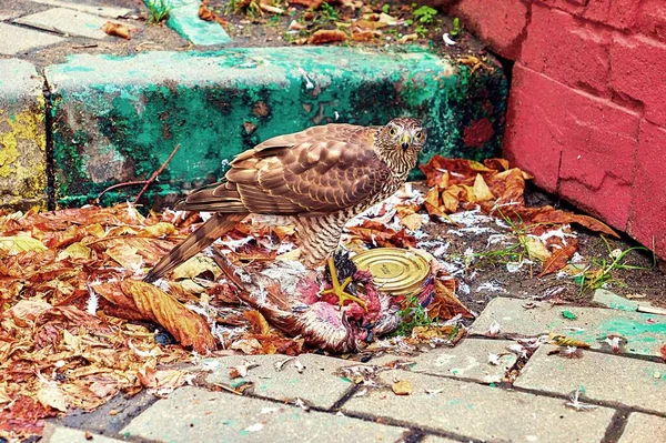 Falcão Faminto Comendo Corvo Morto Rua Moscou — Fotografia de Stock