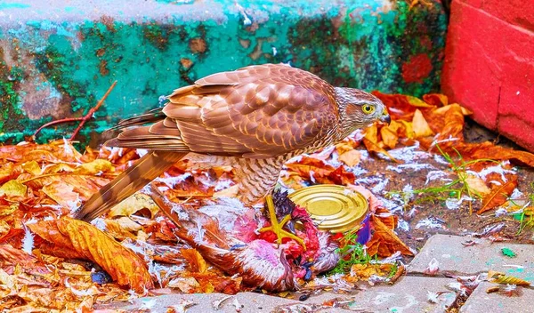 Porträtt Hungrig Hök Som Äter Död Kråka Moskvagatan Dagtid — Stockfoto