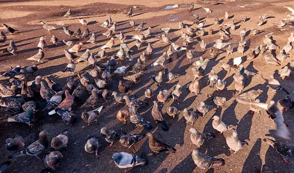 Vibrerande Utsikt Över Den Ljusa Regnbågen Över Den Gamla Byggnaden — Stockfoto