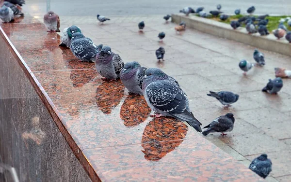 Uykulu Vahşi Şehir Güvercinleri Yağmurlu Yansımalarla Moskova Metro Girişinin Islak — Stok fotoğraf