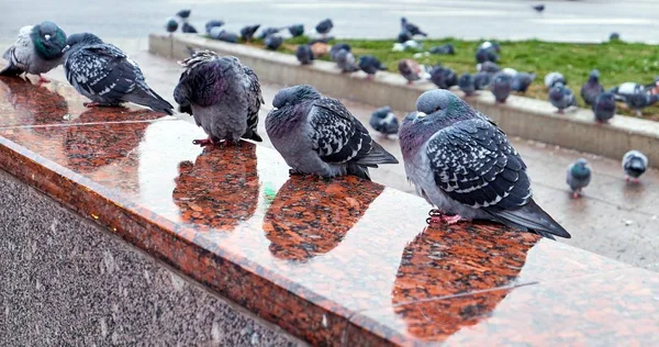 Pigeons Ville Sauvages Endormis Sur Granit Humide Entrée Métro Moscou — Photo