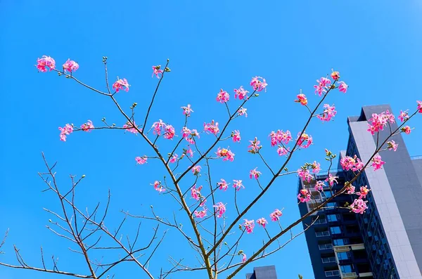 Blossoming of pink spring flowers in Chinese Shenzhen on background of blue sky