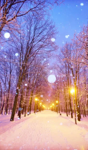 Vue Soirée Allée Des Arbres Hiver Sur Campus Célèbre Université — Photo