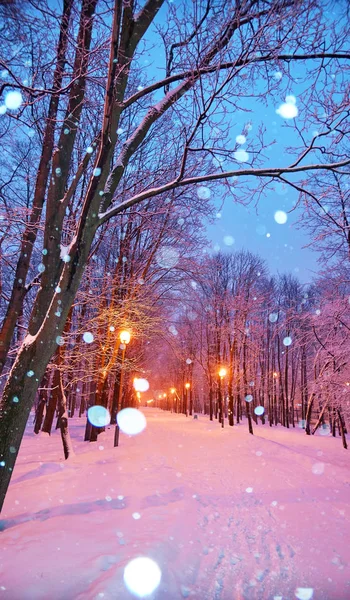 モスクワの雪の木と有名なロシアの大学のキャンパス内の冬の木の路地の夕景 — ストック写真