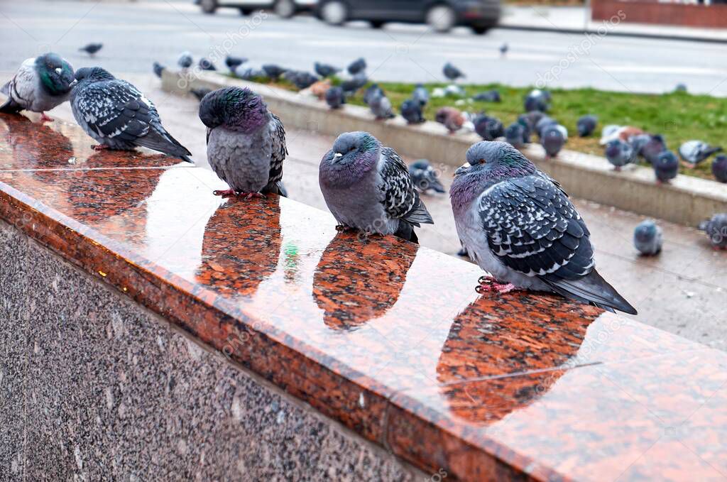 Sleepy wild city pigeons on wet granite of Moscow subway entrance with rainy reflections