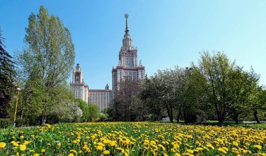 Baharda Moskova 'daki ünlü Rus üniversitesinin kampüsünde güneşli sarı karahindibalar.  