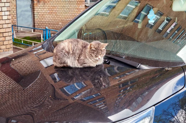 Fluffy domestic can on black car with nice reflections of surrounding residential brick building in Moscow