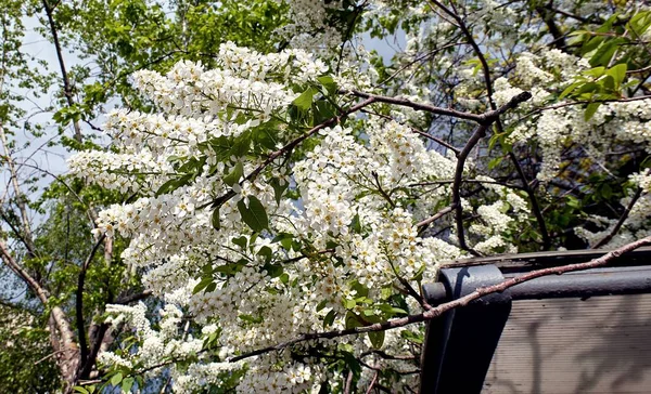 Солнечный Крупный План Цветения Птичьей Вишни Москве Весной — стоковое фото