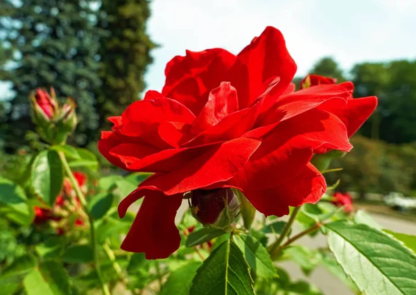 Rosa Rojo Soleado Rosa Flores Cerca Jardín Botánico Verano Moscú — Foto de Stock