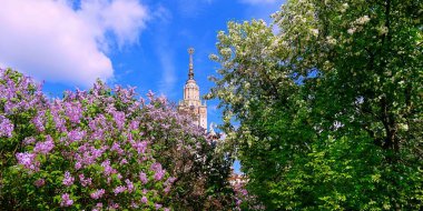 Moskova 'daki ünlü Rus Üniversitesi' nin güneşli kampüsünde açan parlak bahar çiçekleri. 